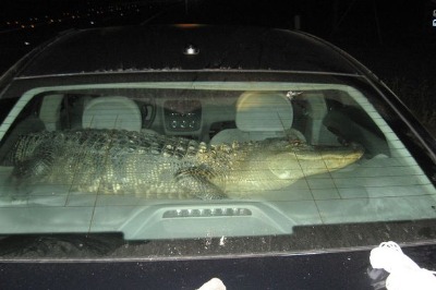 alligator in car