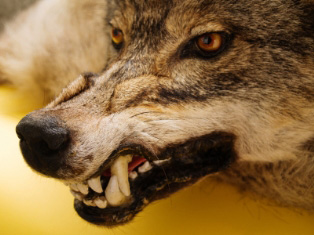 car insurance mistakes werewolf