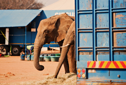 crazy car insurance claims 5