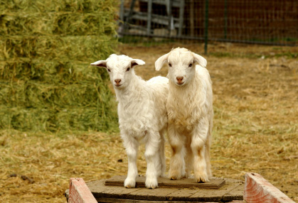 crazy car insurance claims 6