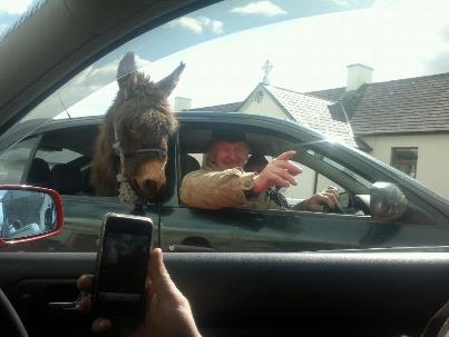 donkey in car