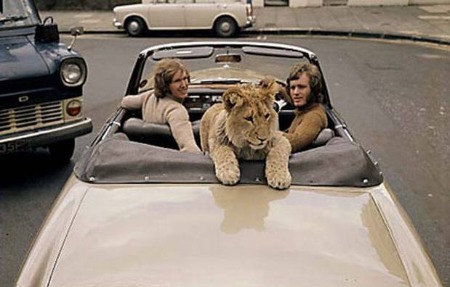 lion in car