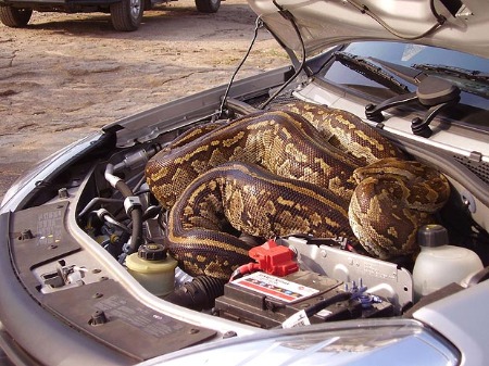 snake in car