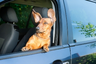 unnecessary causes of distracted driving pets